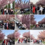 Сакура поза розкладом